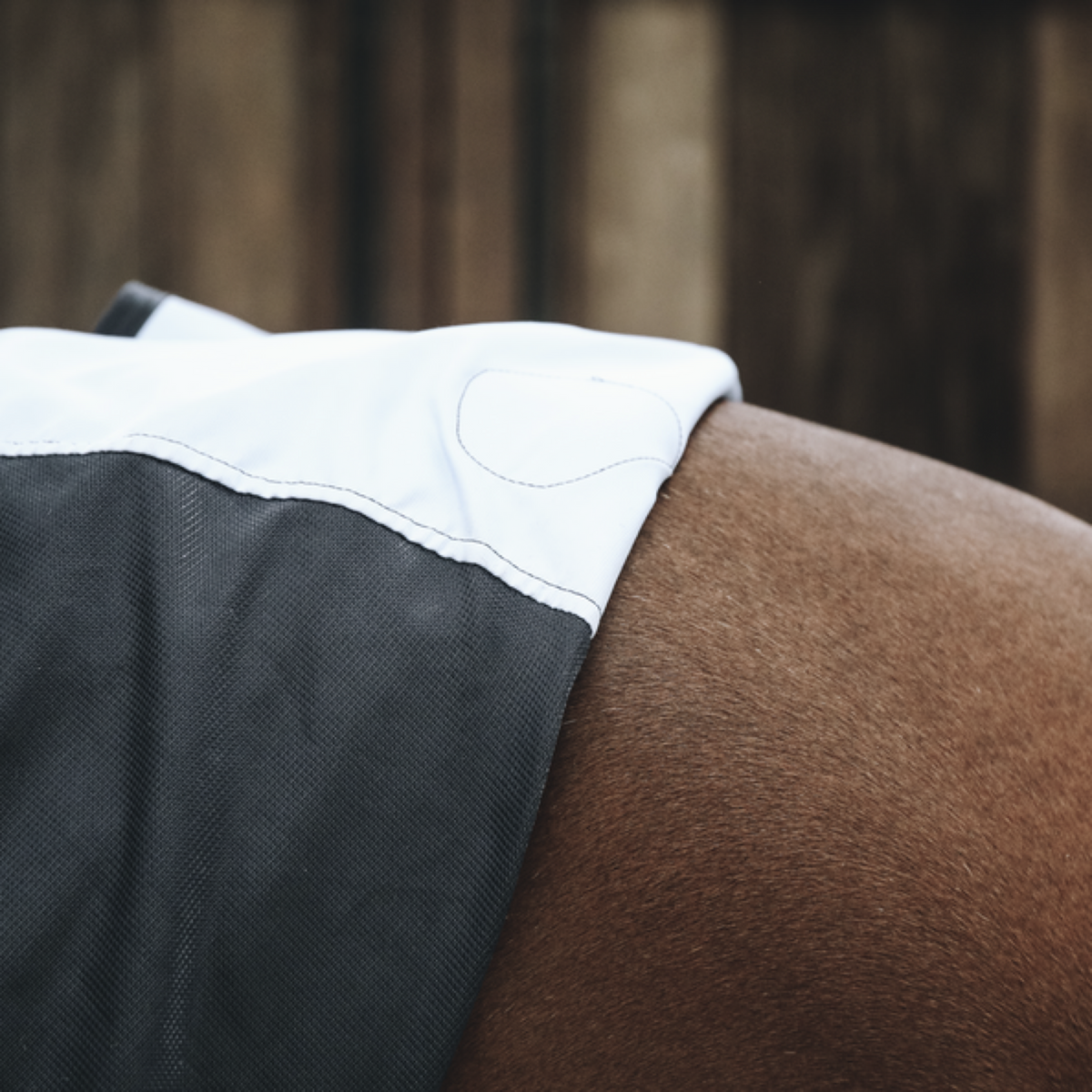 Kentucky Horsewear Dorso magnetico Recuptex