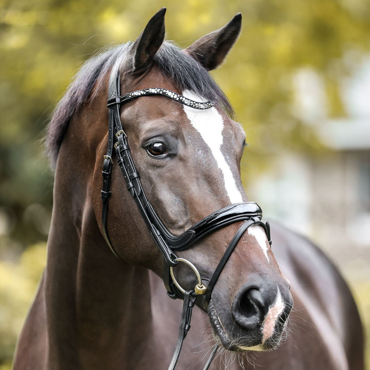 Kavalkade Briglia Ivana Nero