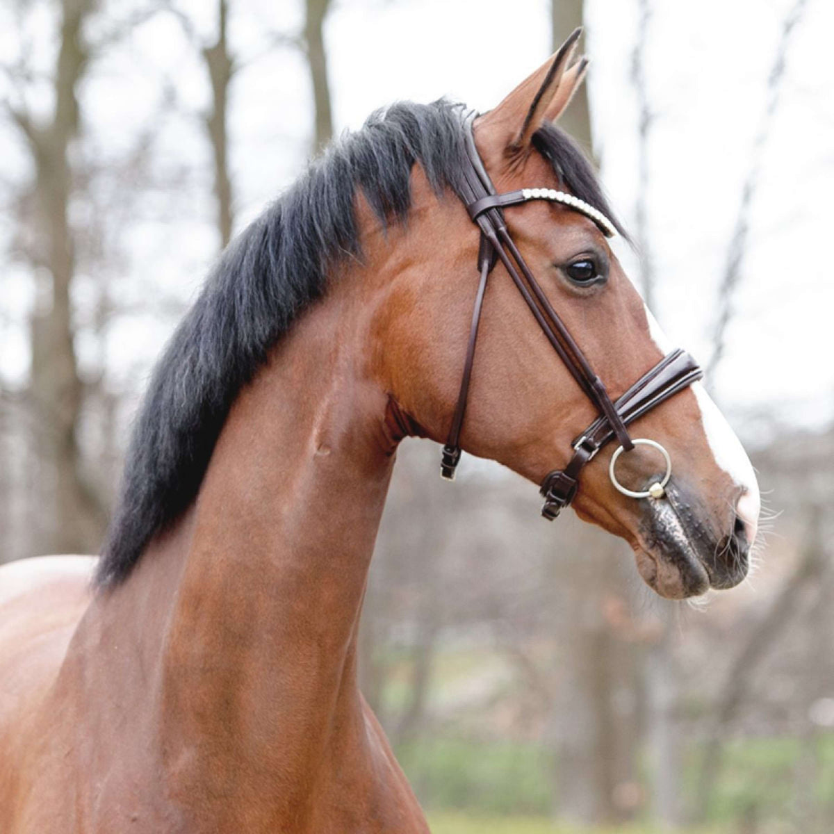 Kavalkade Testiera Florina KavalSH4 Cucitura Rotonda Marrone
