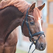 Kavalkade Testiera Everness Nero