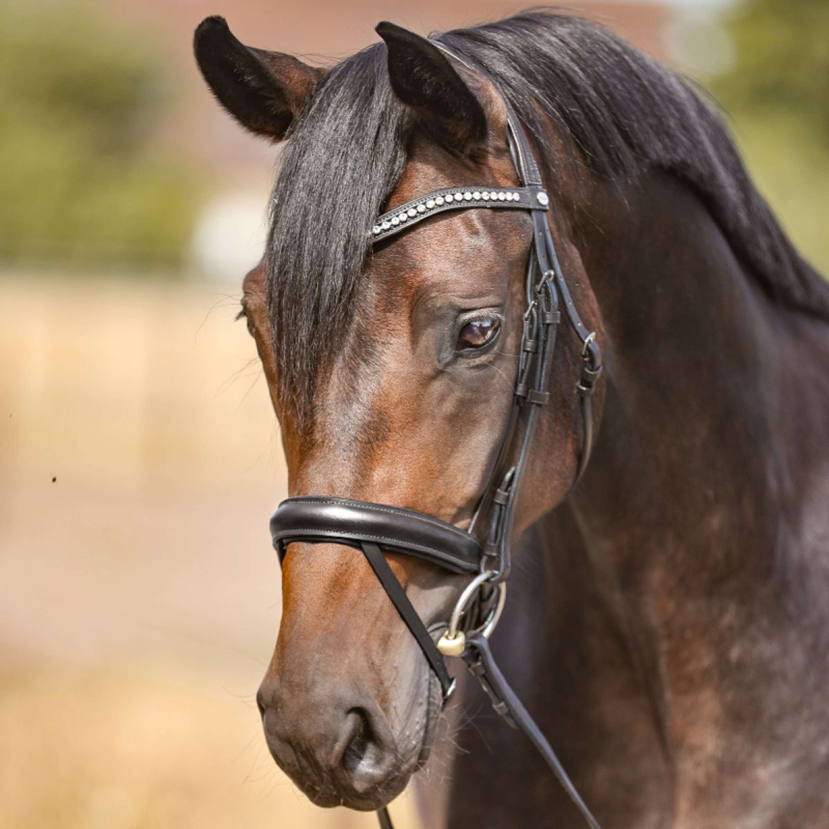 Kavalkade Frontalino Nero