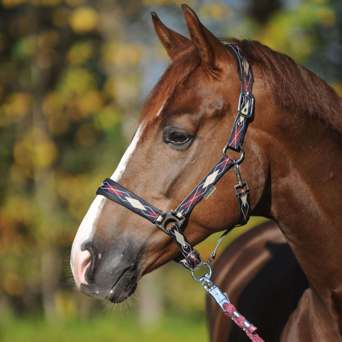 Kavalkade Capezzina Classic Raute Blu/Crema/Bordeaux