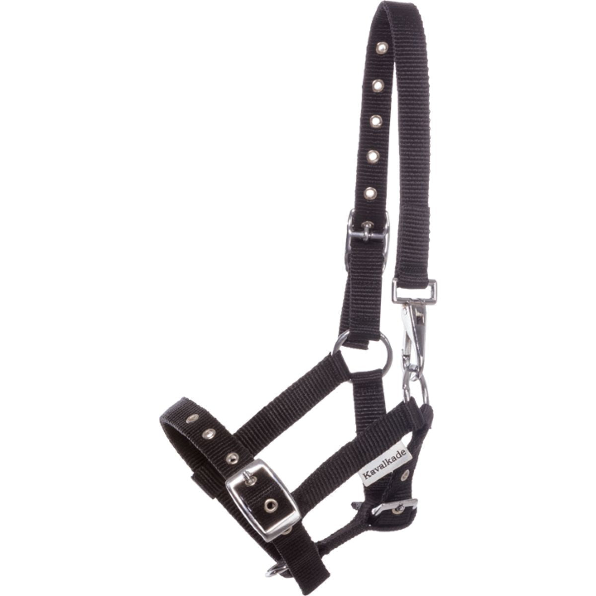 Kavalkade Capezzina Foal/Yearling Nero