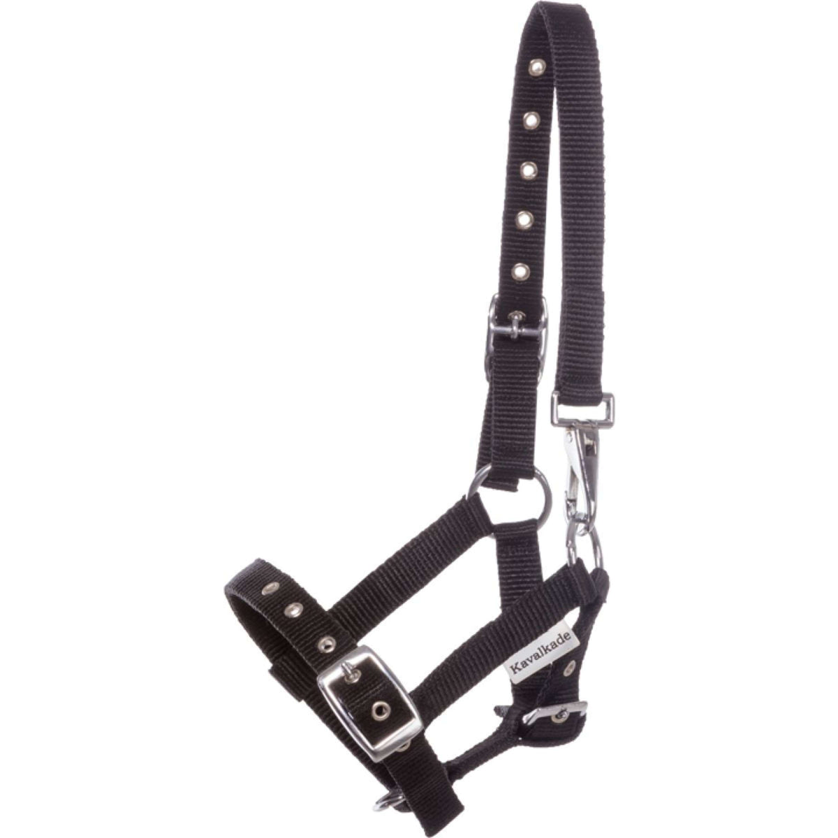 Kavalkade Capezzina Foal/Yearling Nero