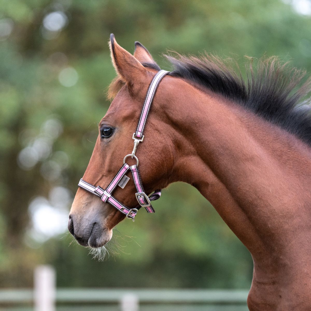 Kavalkade Capezzina Puledro e Yearling Rosa