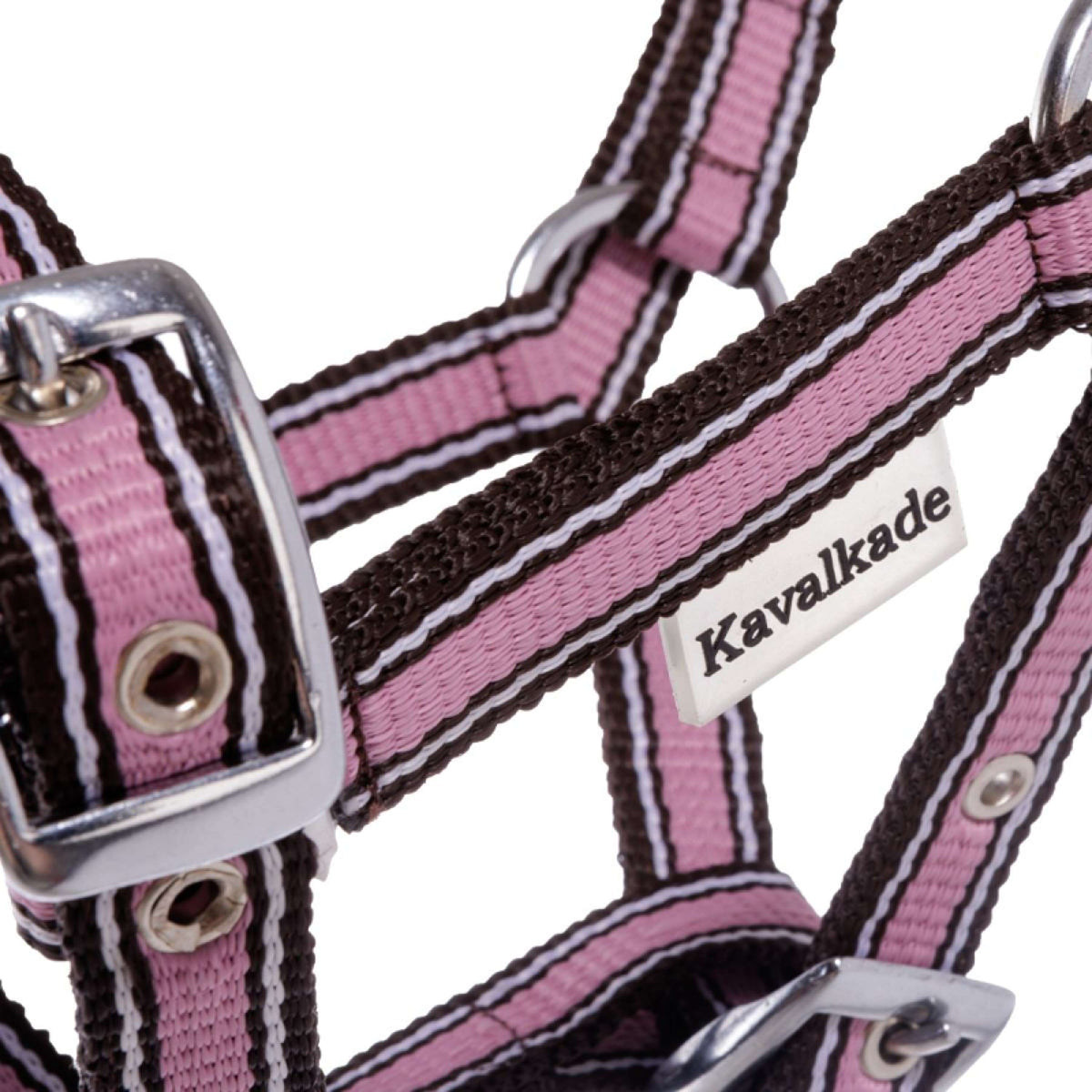 Kavalkade Capezzina Puledro e Yearling Rosa
