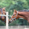 Kavalkade Cavezza per Puledro e Yearling Blu