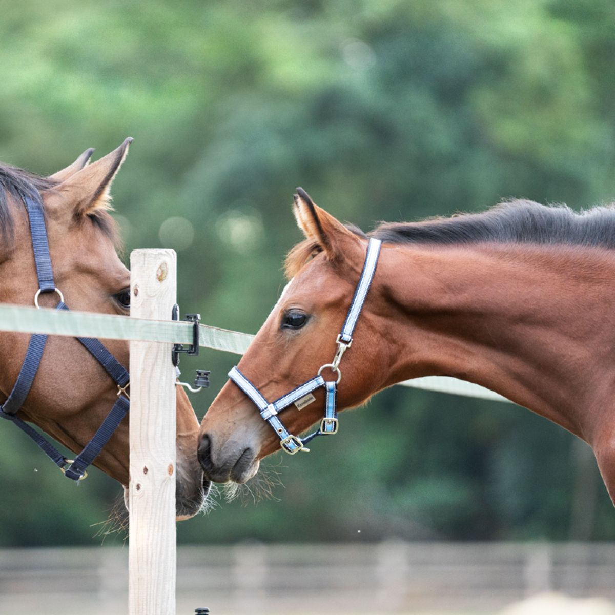 Kavalkade Capezzina Puledro e Yearling Blu