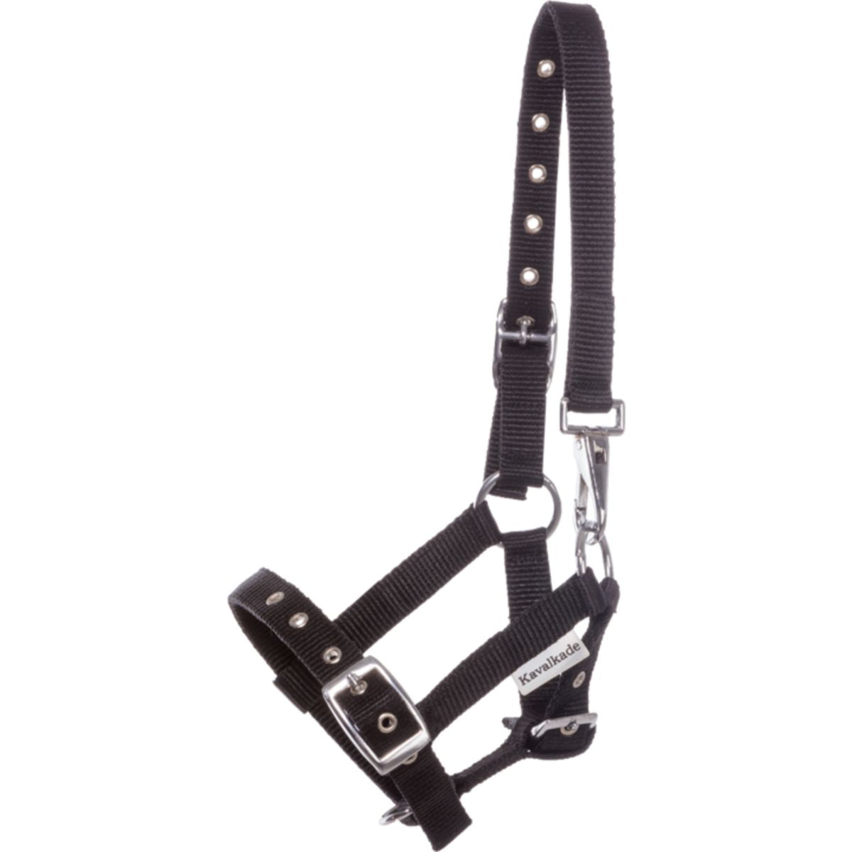 Kavalkade Capezzina Puledro e Yearling Nero