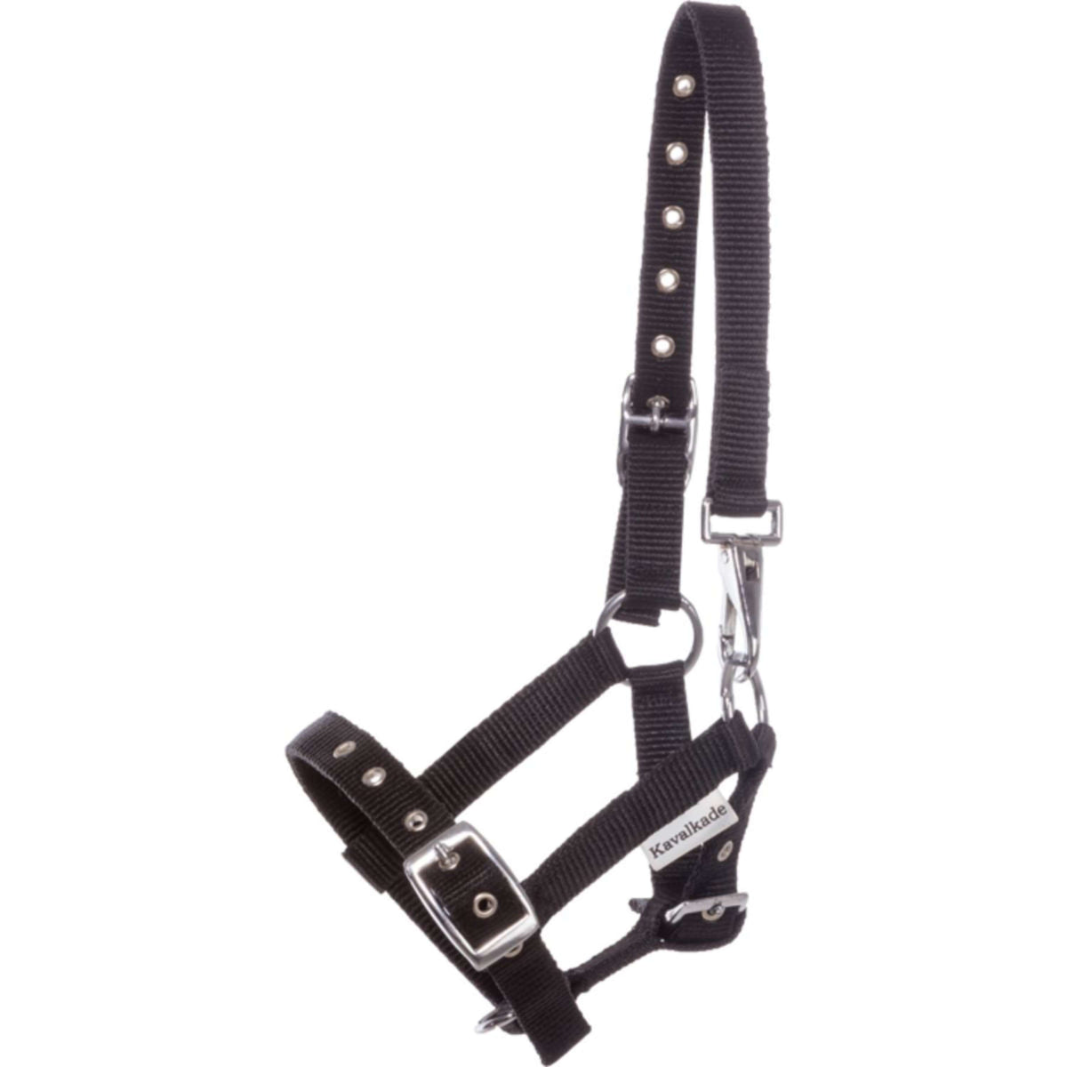 Kavalkade Capezzina Puledro e Yearling Nero