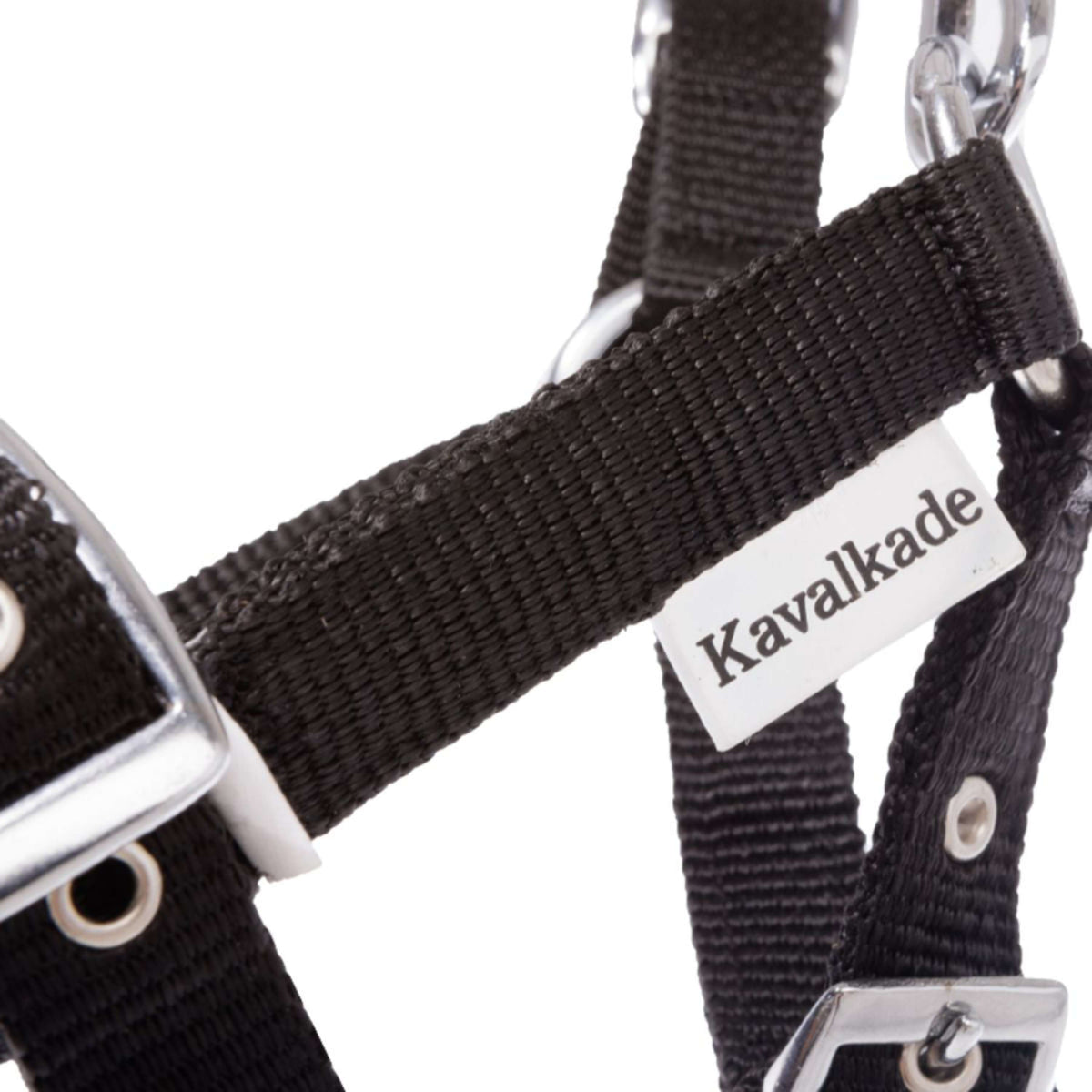 Kavalkade Capezzina Puledro e Yearling Blu