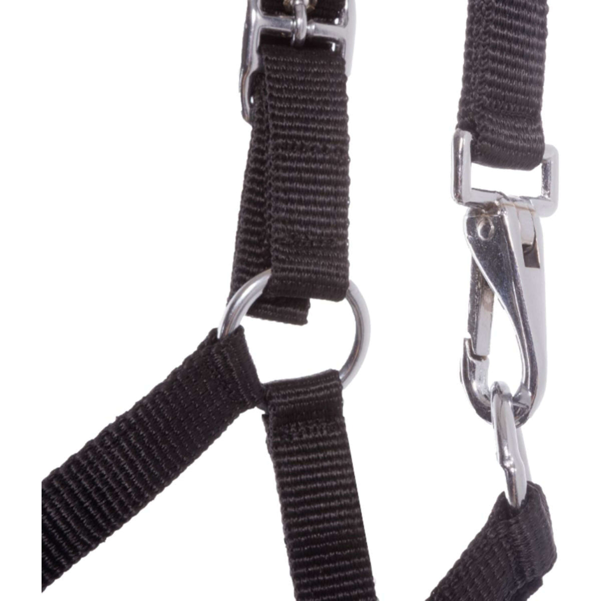 Kavalkade Capezzina Puledro e Yearling Nero