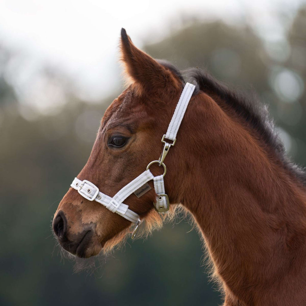 Kavalkade Cavezza Foal/Yearling Bianco/Argento