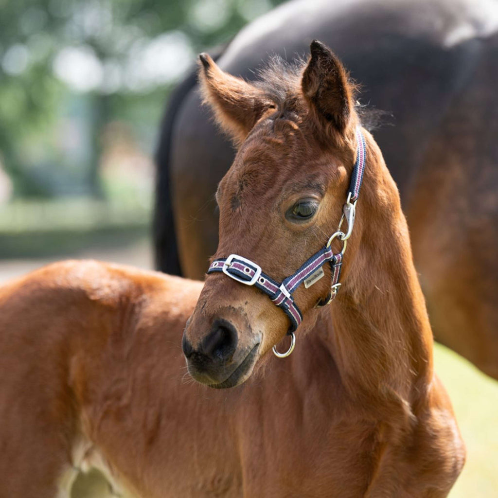 Kavalkade Cavezza Foal/Yearling Blu navy/Bordeaux/Argento