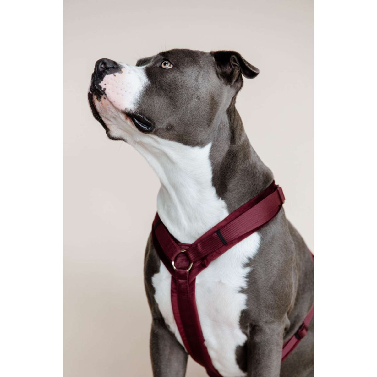 Kentucky Dogwear Imbracatura Active Velvet Bordeaux