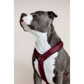Kentucky Dogwear Imbracatura Active Velvet Bordeaux