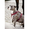 Kentucky Dogwear Imbracatura Active Velvet Bordeaux