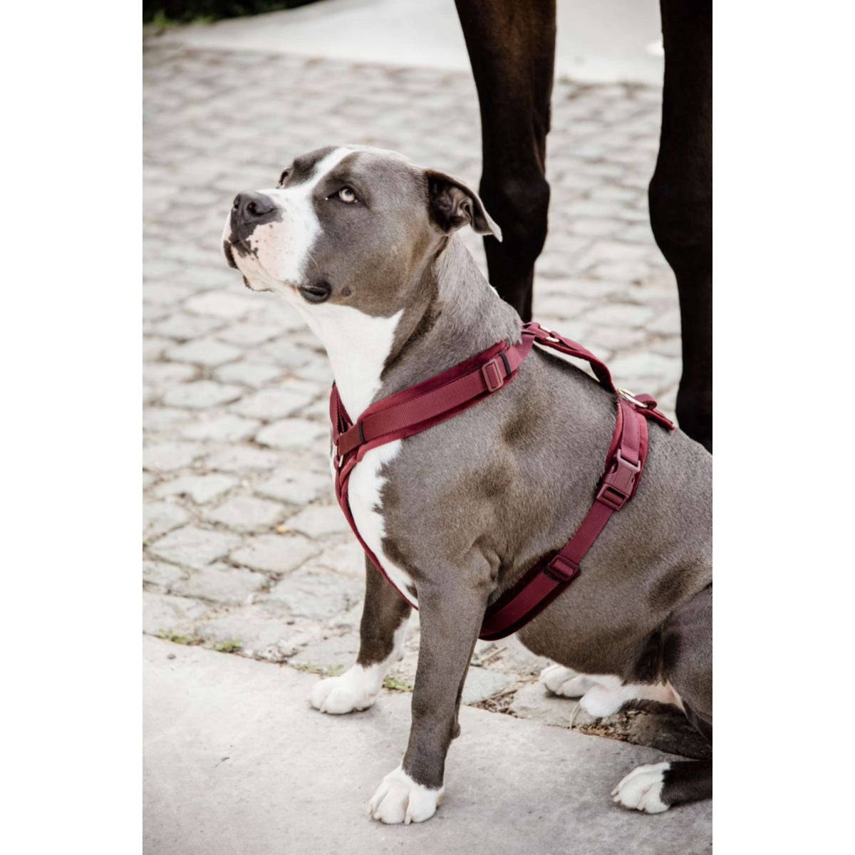 Kentucky Dogwear Imbracatura Active Velvet Bordeaux