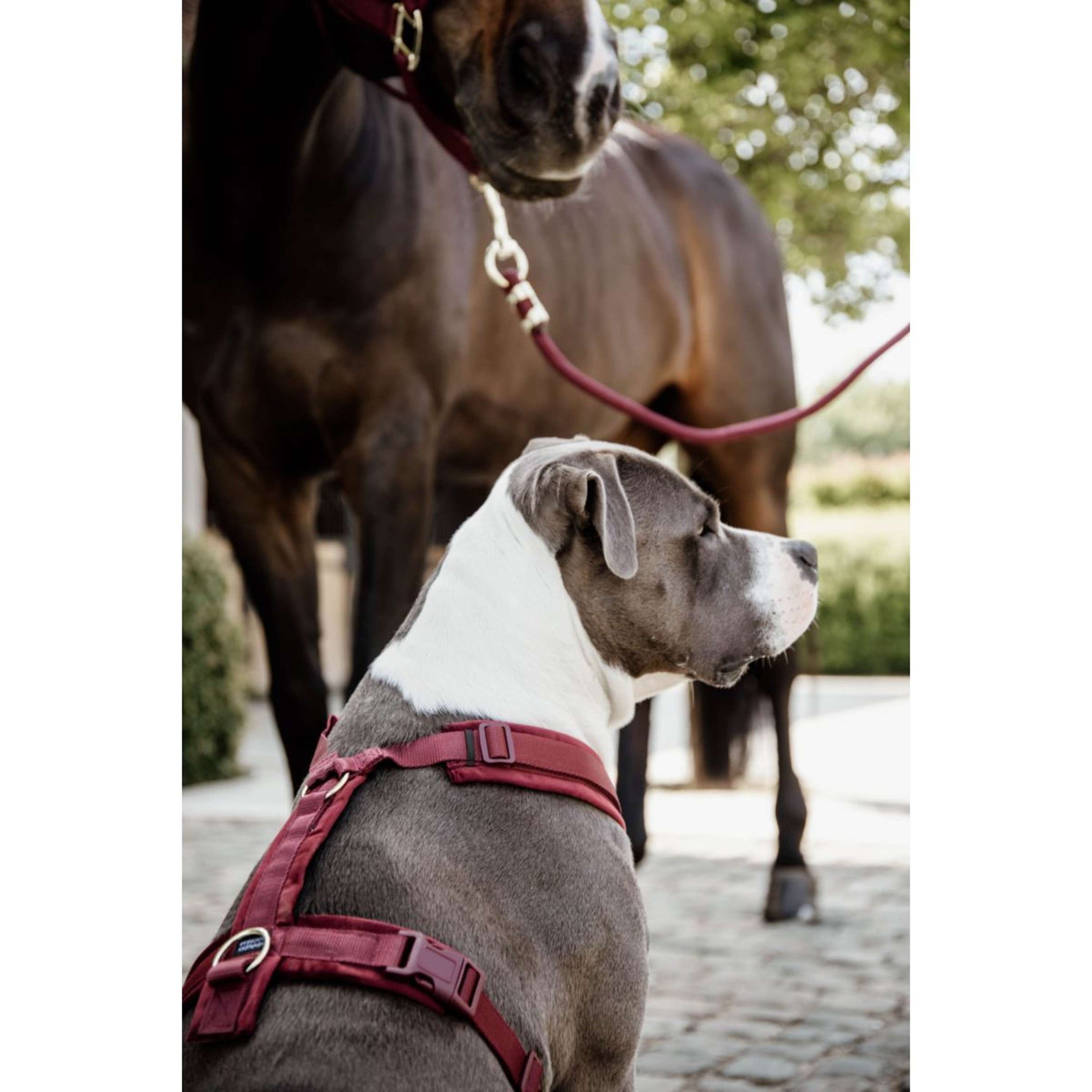 Kentucky Dogwear Imbracatura Active Velvet Bordeaux Kentucky Dogwear Imbracatura Active Velvet Bordeaux
