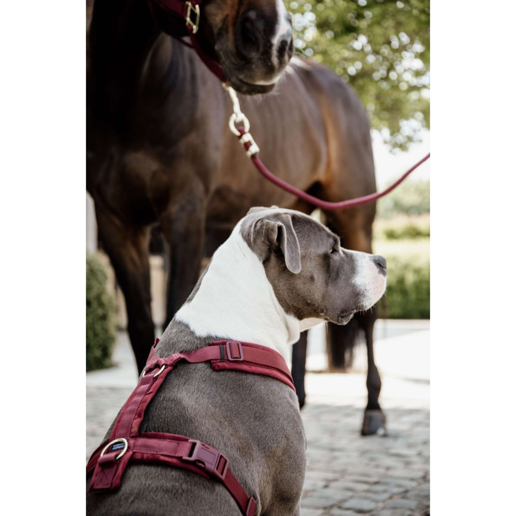 Kentucky Dogwear Imbracatura Active Velvet Bordeaux