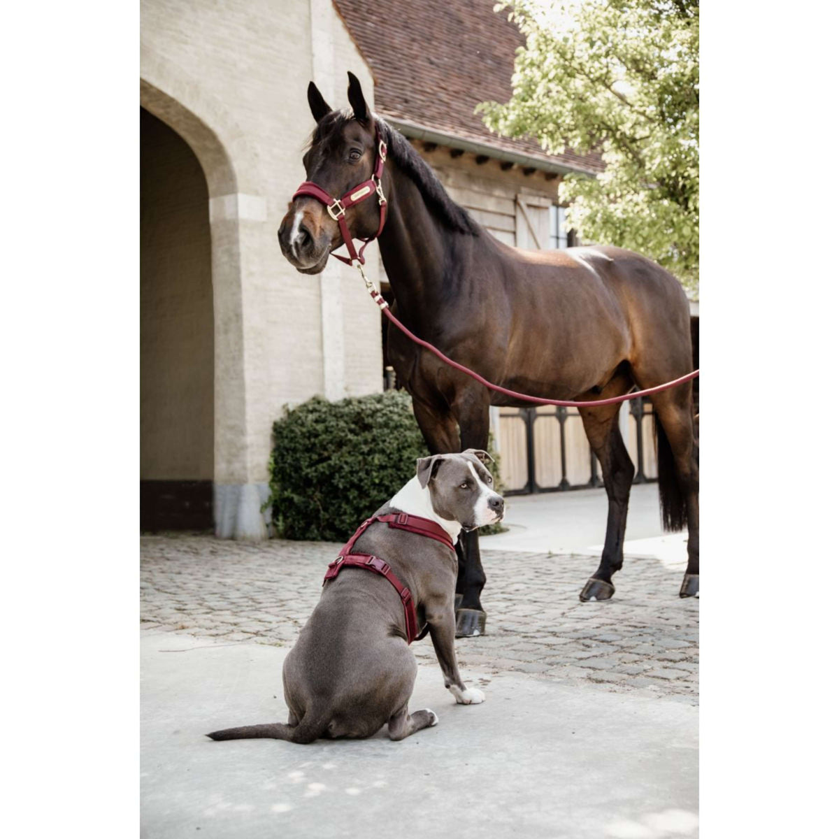 Kentucky Dogwear Imbracatura Active Velvet Bordeaux