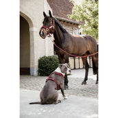Kentucky Dogwear Imbracatura Active Velvet Bordeaux
