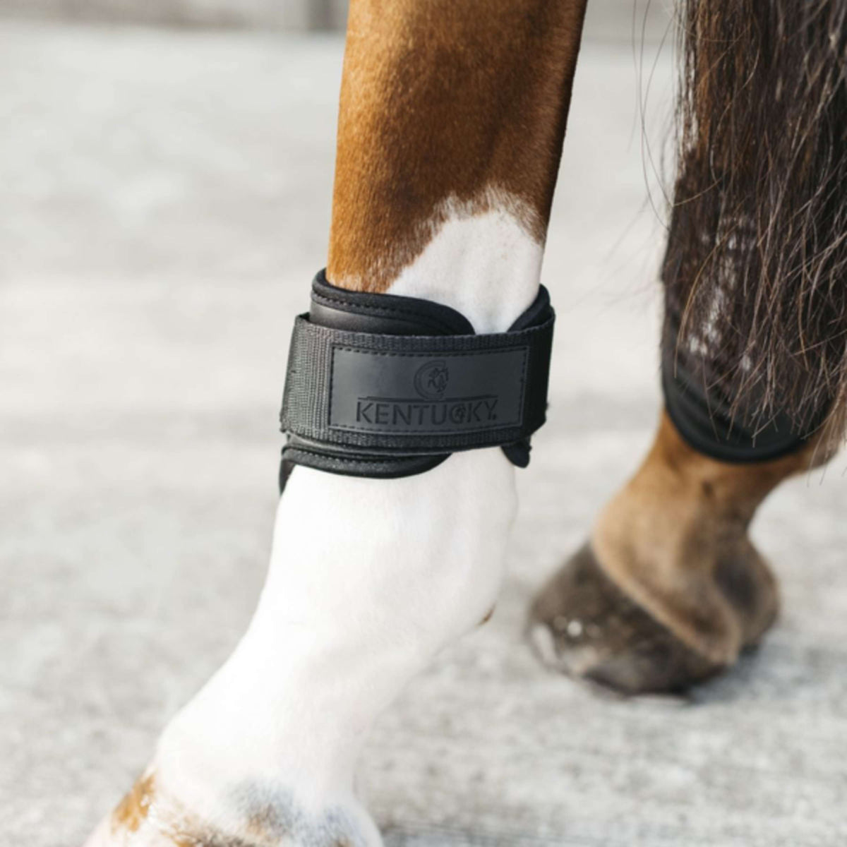 Kentucky Horsewear Stinchiere Young Horse Nero