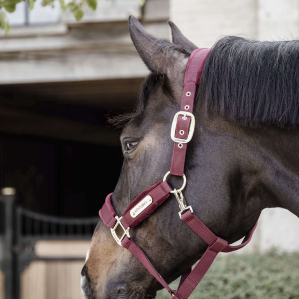 Kentucky Horsewear Cavezza Velvet Bordeaux