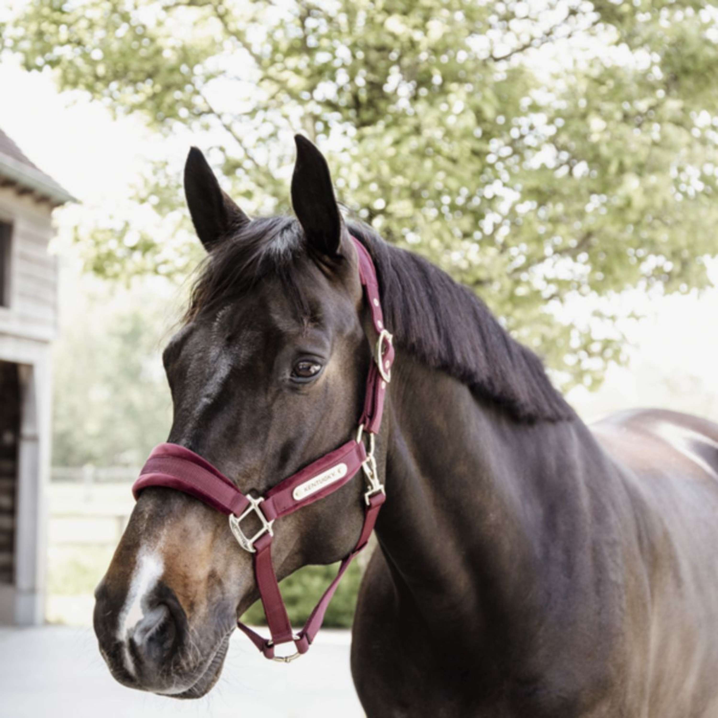 Kentucky Horsewear Cavezza Velvet Bordeaux