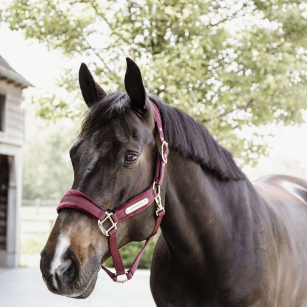 Kentucky Horsewear Cavezza Velvet Bordeaux
