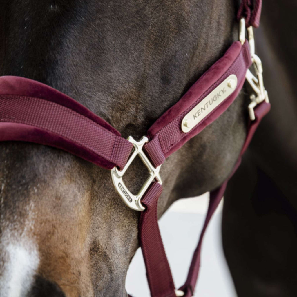Kentucky Horsewear Cavezza Velvet Bordeaux