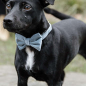 Kentucky Dogwear Collare per Cane Bow Tie Velvet Azzurro