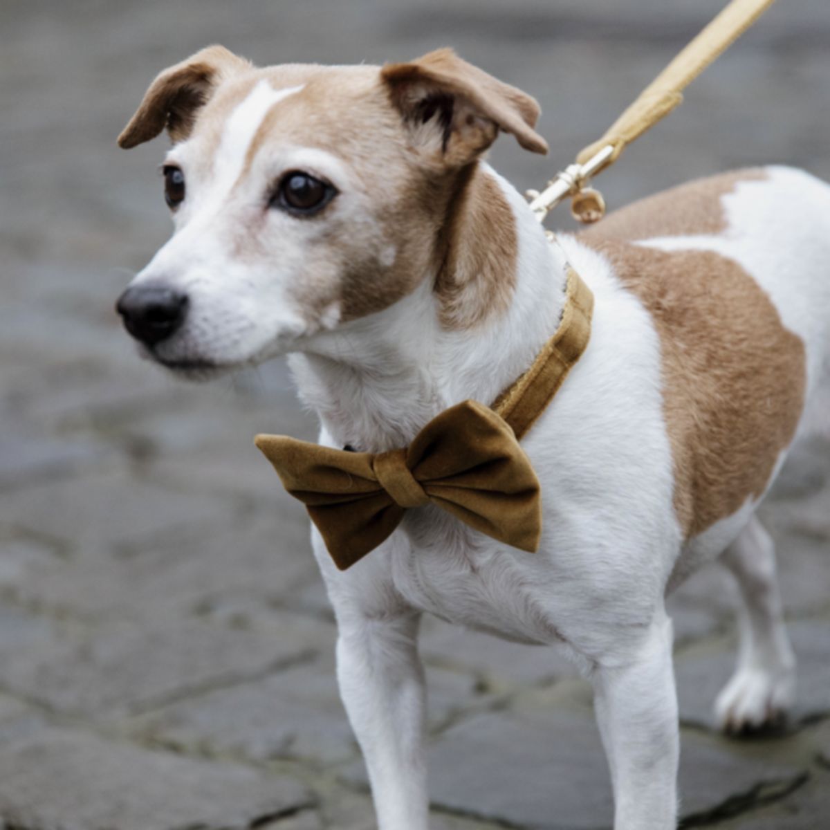 Kentucky Dogwear Collare per Cane Bow Tie Velvet Senape