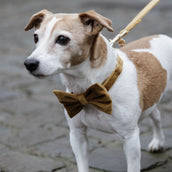 Kentucky Dogwear Collare per Cane Bow Tie Velvet Senape