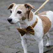 Kentucky Dogwear Collare per Cane Bow Tie Velvet Senape