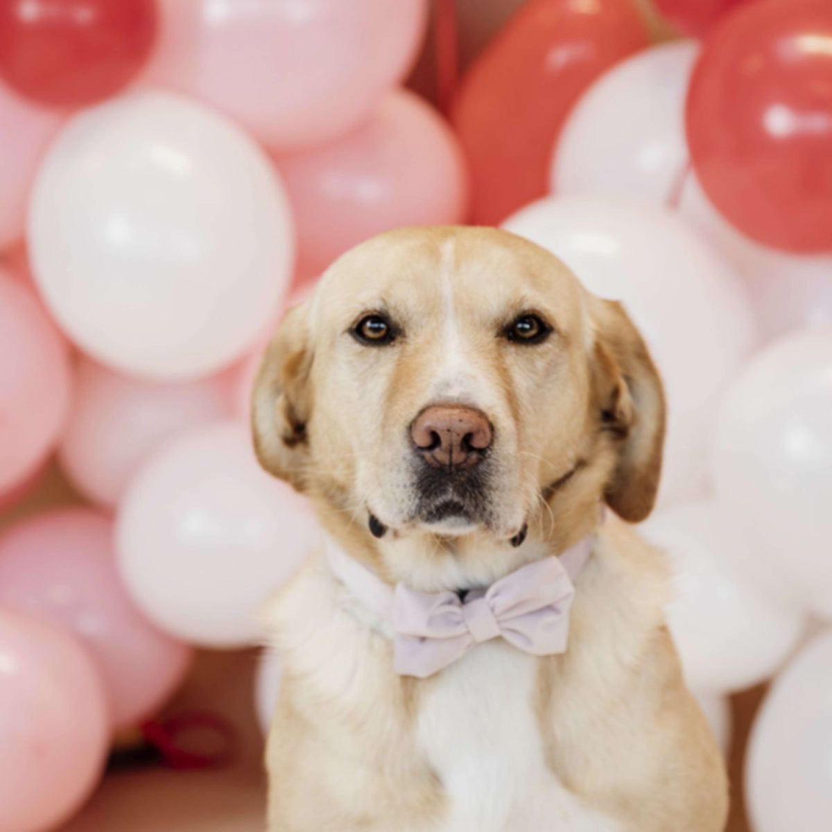Kentucky Dogwear Collare per Cane Bow Tie Velvet Soft Rose
