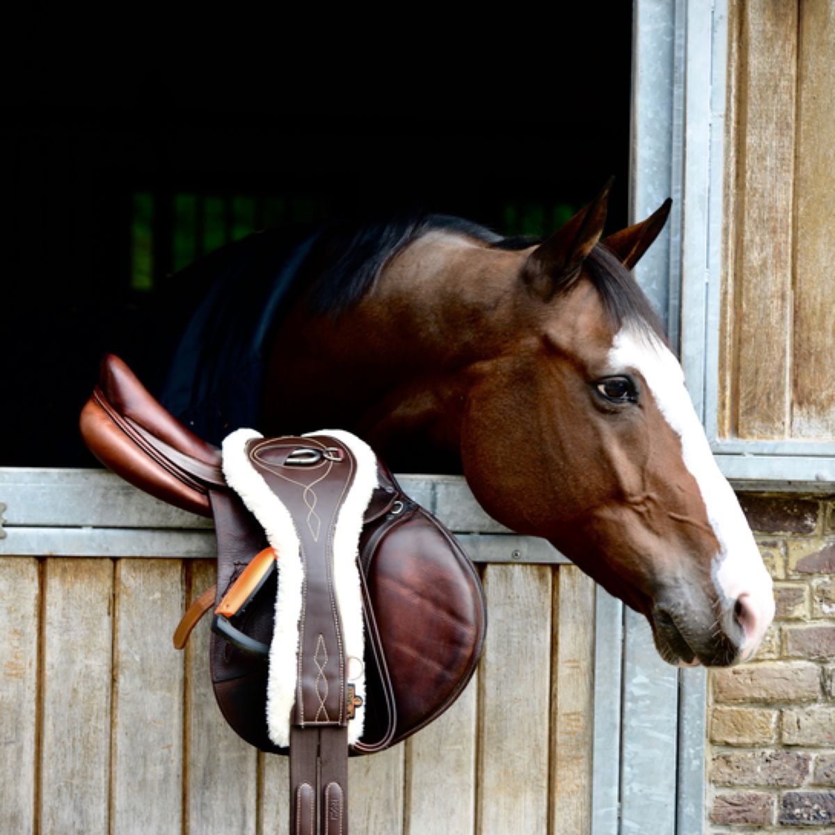 Kentucky Horsewear Sottopancia da salto Marrone