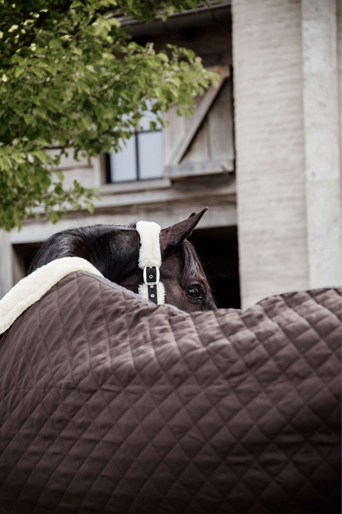 Kentucky Horsewear Coperta da esposizione 160g Marrone