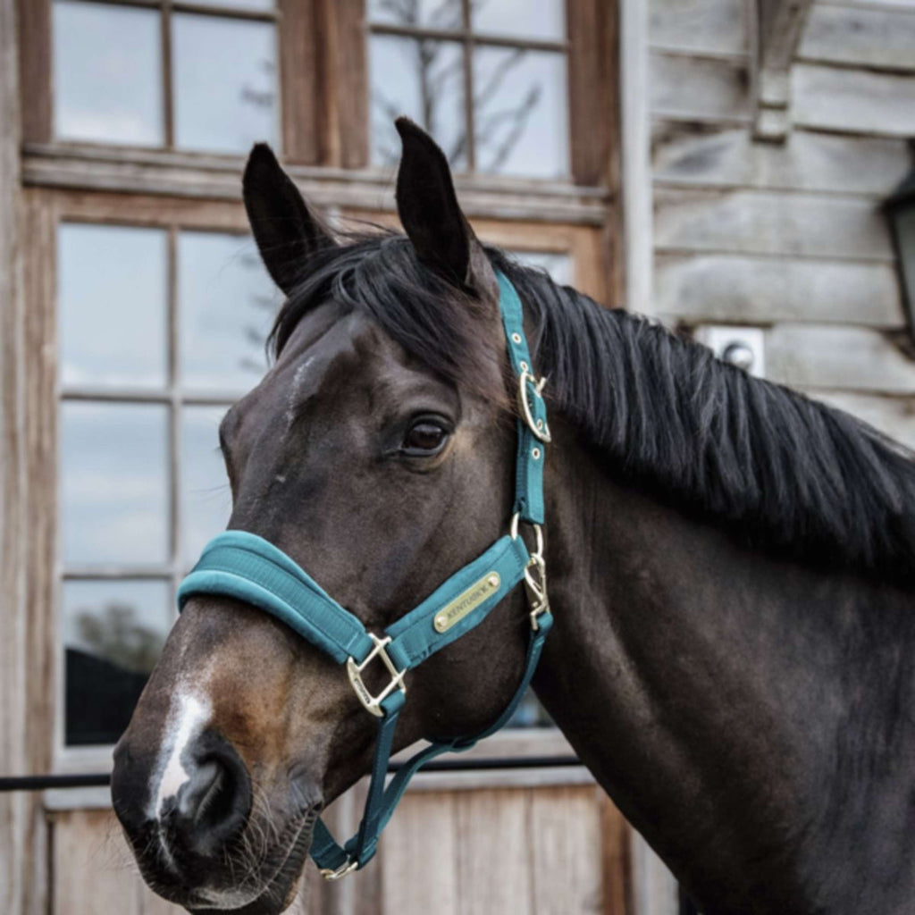 Kentucky Horsewear Cavezza Velvet Smeraldo