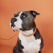 Kentucky Horsewear Halsband Nylon intrecciato per cani Arancia