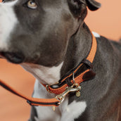 Kentucky Horsewear Halsband Nylon intrecciato per cani Arancia