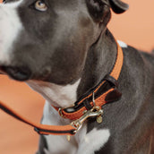 Kentucky Horsewear Halsband Nylon intrecciato per cani Arancia