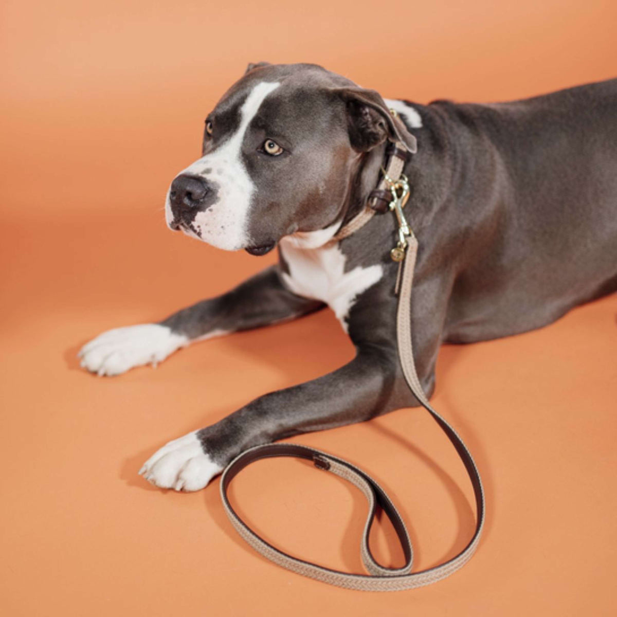 Kentucky Horsewear Collare Beige