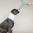 Kentucky Dogwear Giocattolo per Cane Boomerang Pastel