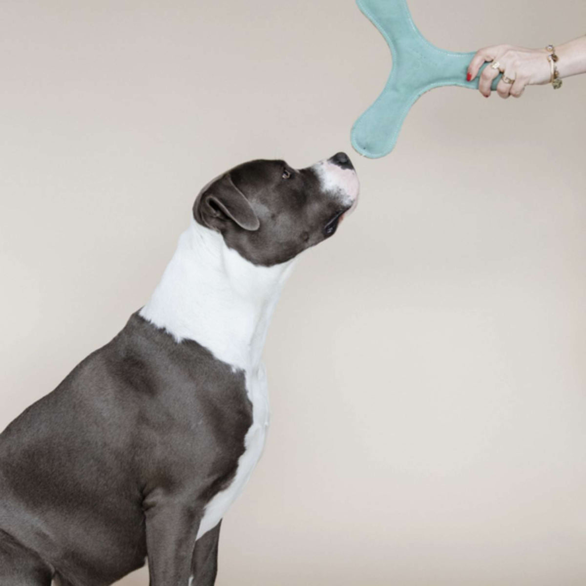 Kentucky Dogwear Giocattolo per Cane Boomerang Pastel