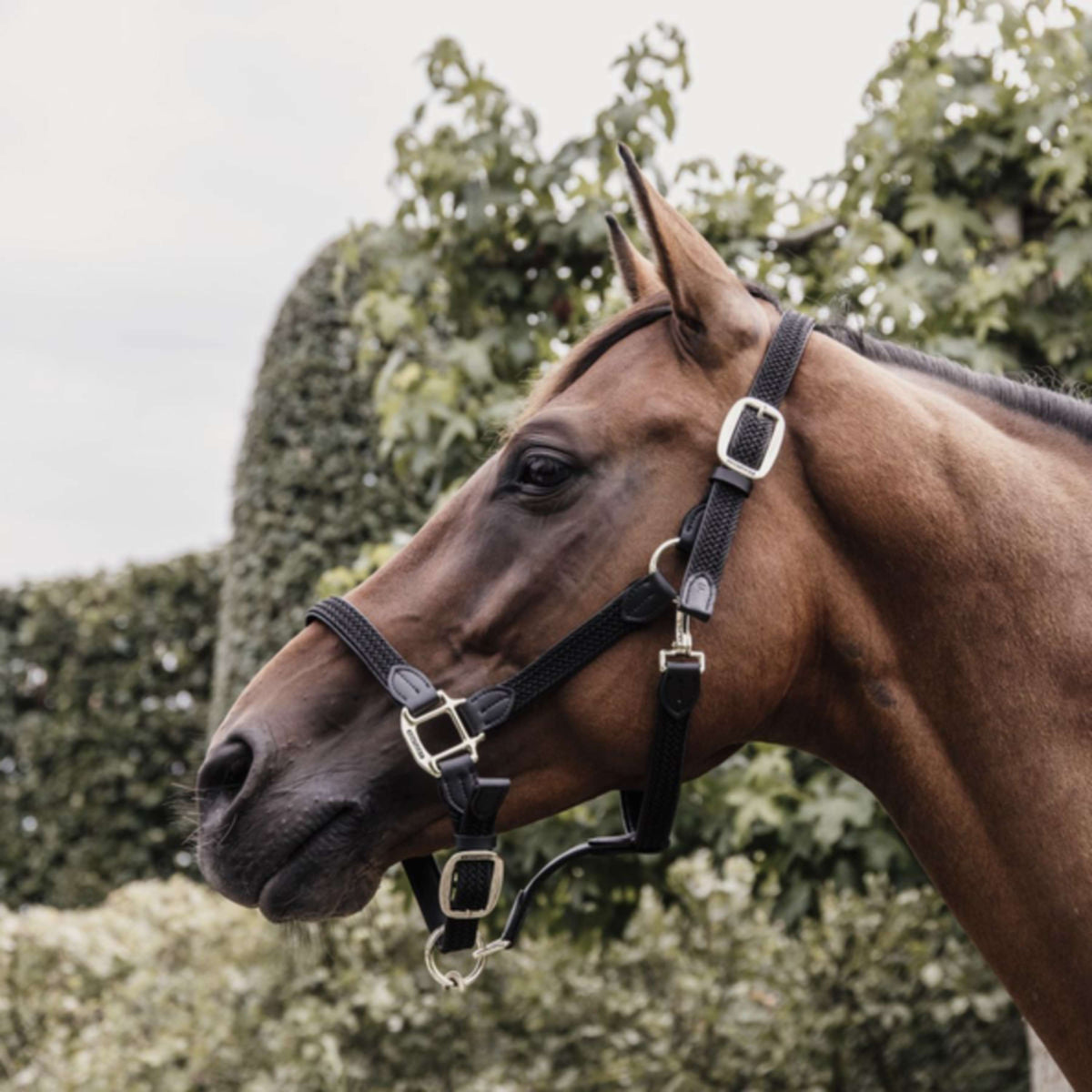 Kentucky Horsewear Capezzina Nero