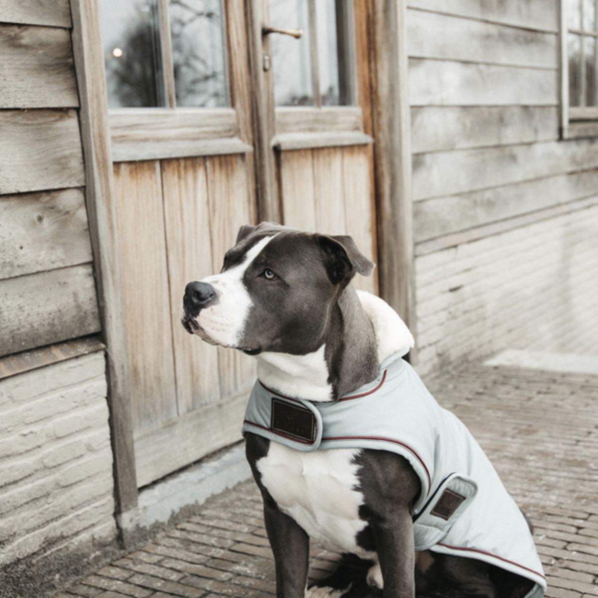 Kentucky Dogwear Cappotto per Cane Waterproof 160 g Dusty Blue