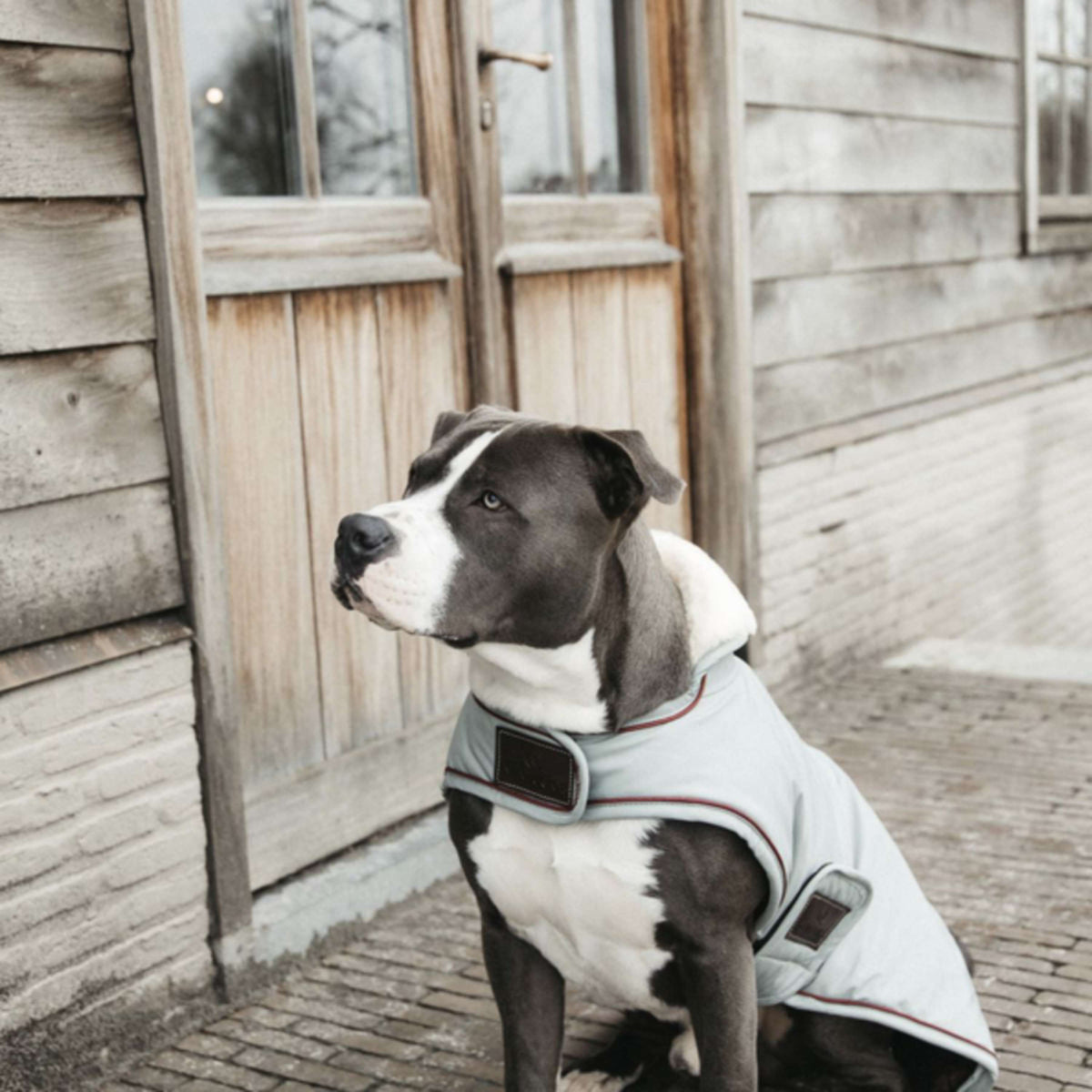 Kentucky Dogwear Cappotto per Cane Waterproof 160 g Dusty Blue