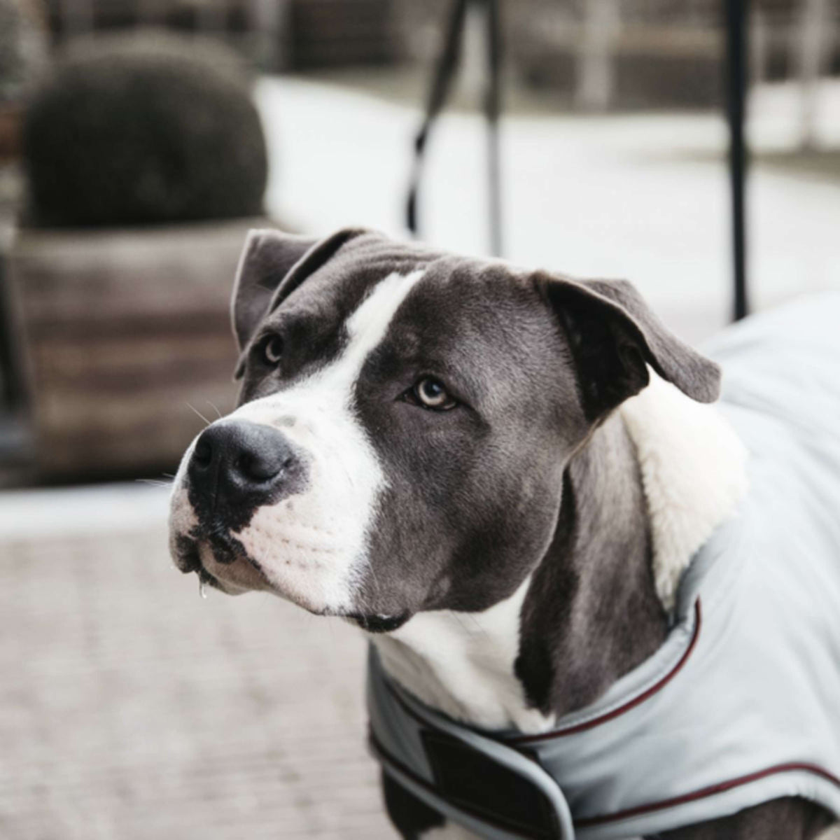 Kentucky Dogwear Cappotto per Cane Waterproof 160 g Dusty Blue