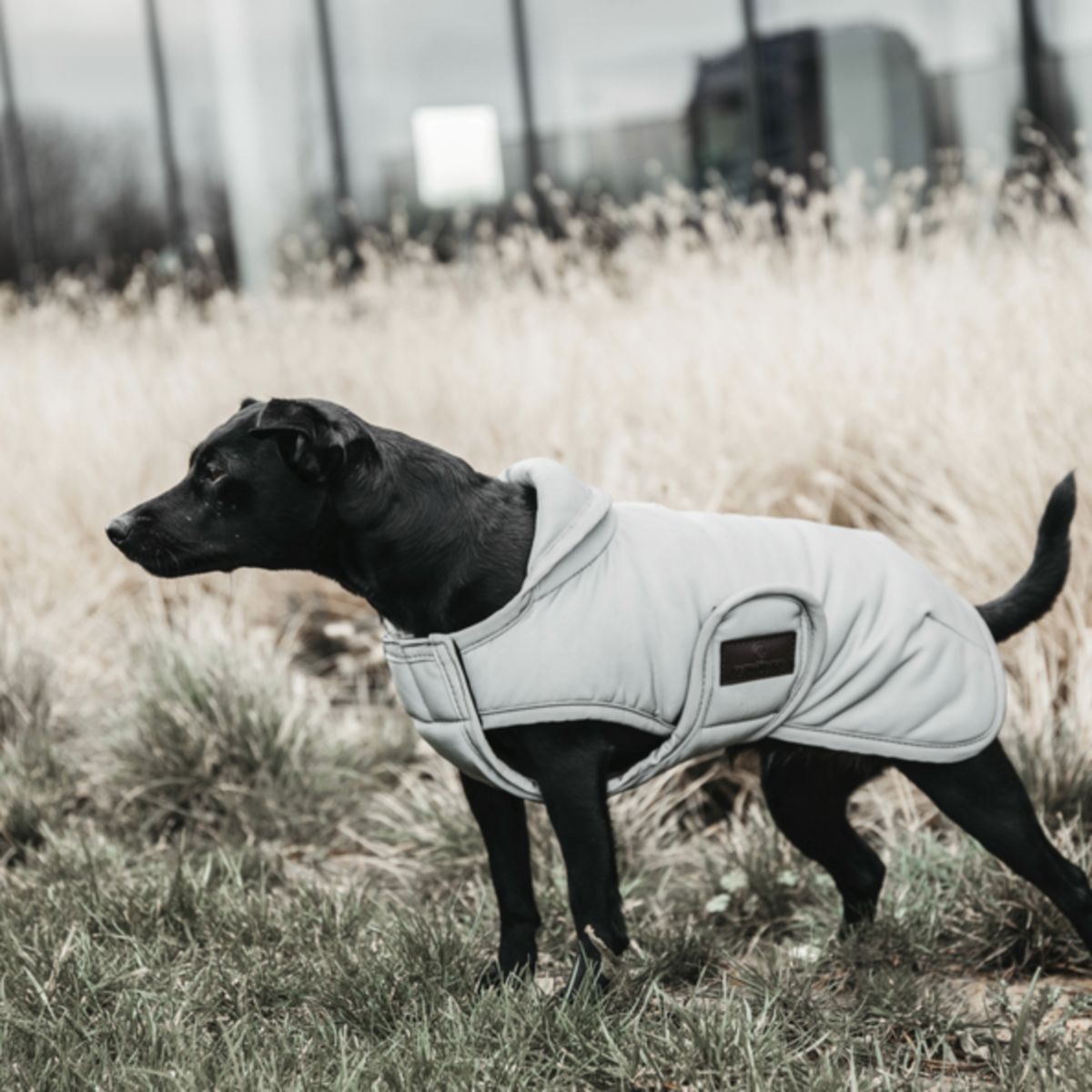 Kentucky Dogwear Cappotto per Cane Reflective & Water Repellent Belly Cover Argento